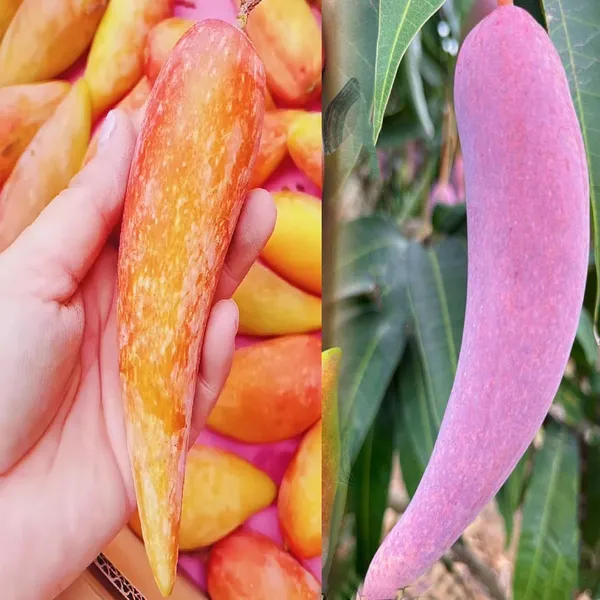 Chili_Lajiao_Mango_Aam_Grafted_Fruit_Plant_(1.5-3_Feet_Height)