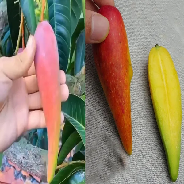 Chili_Lajiao_Mango_Aam_Grafted_Fruit_Plant_(1.5-3_Feet_Height)