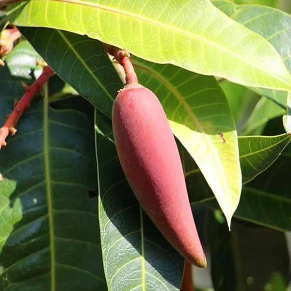 Chili_Lajiao_Mango_Aam_Grafted_Fruit_Plant_(1.5-3_Feet_Height)