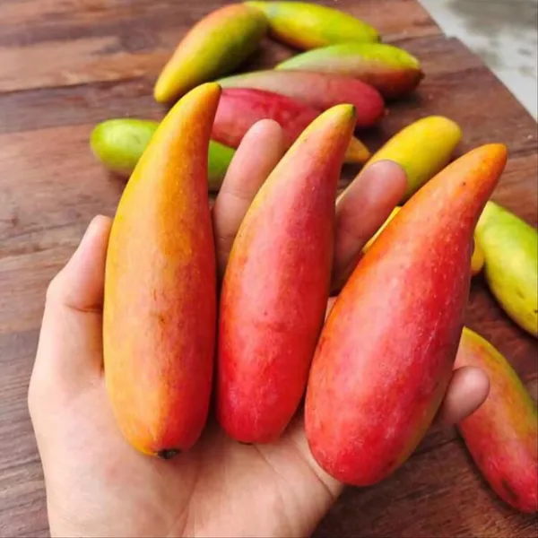 Chili_Lajiao_Mango_Aam_Grafted_Fruit_Plant_(1.5-3_Feet_Height)