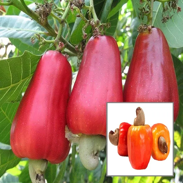 Vri_3_Kaju_Cashew_Nut_Anacardium_Fruit_Plant_(1.5-3_Feet_Height)