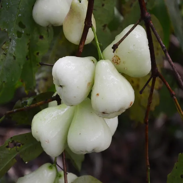 White_Wax_Apple_Water_Jamrul_Chamba_Layering/Grafted_Fruit_Plant_(1.5-3_Feet_Height)