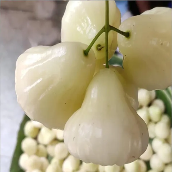 White_Wax_Apple_Water_Jamrul_Chamba_Layering/Grafted_Fruit_Plant_(1.5-3_Feet_Height)