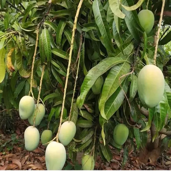 Jardalu_Mango_Aam_Grafted_Fruit_Plant_(1.5-3_Feet_Height)