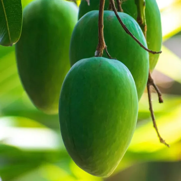 Jardalu_Mango_Aam_Grafted_Fruit_Plant_(1.5-3_Feet_Height)