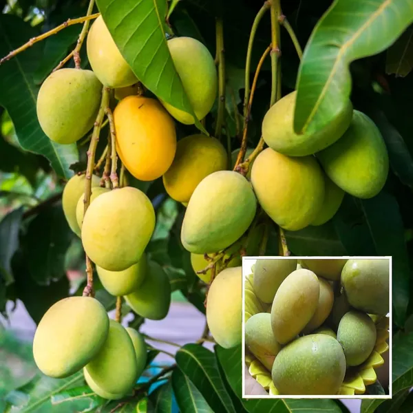 Jardalu_Mango_Aam_Grafted_Fruit_Plant_(1.5-3_Feet_Height)