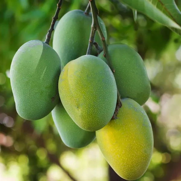 Jardalu_Mango_Aam_Grafted_Fruit_Plant_(1.5-3_Feet_Height)