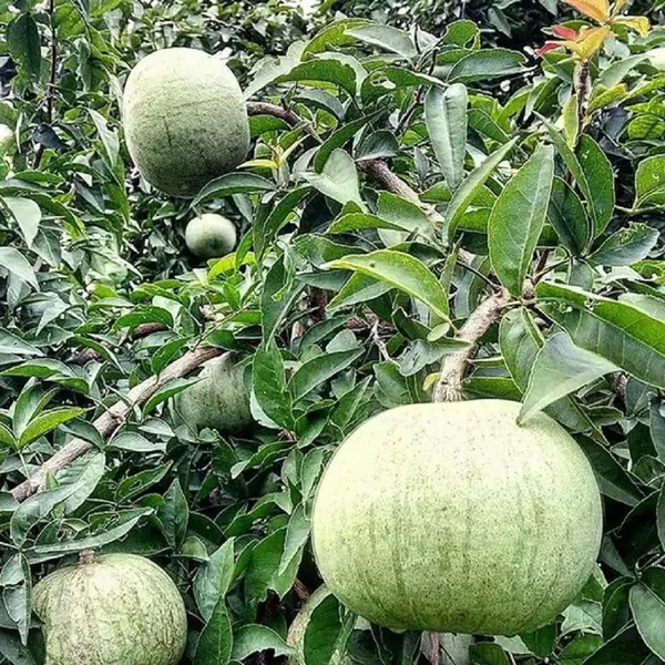 Thai_Bel_Bael_Bilva_Grafted_Fruit_Plant_(1.5-2_Feet_Height)