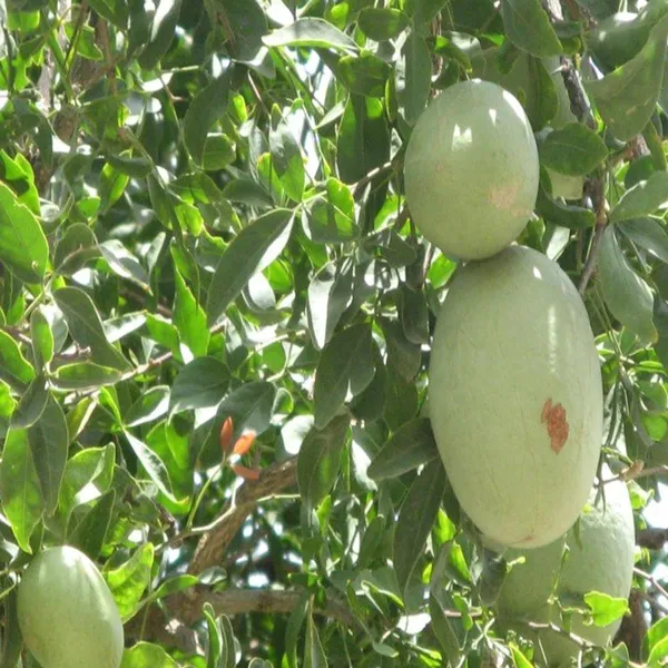 Thai_Bel_Bael_Bilva_Grafted_Fruit_Plant_(1.5-2_Feet_Height)