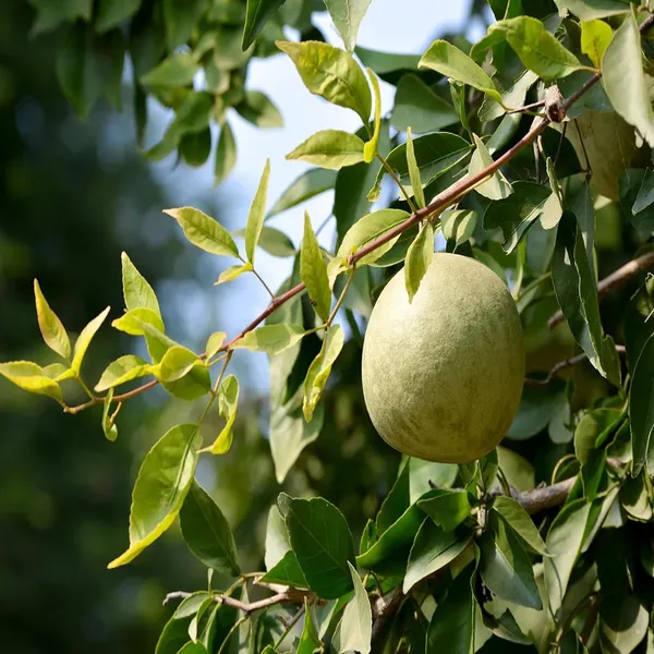 Thai_Bel_Bael_Bilva_Grafted_Fruit_Plant_(1.5-2_Feet_Height)
