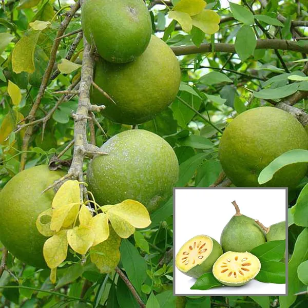 Thai_Bel_Bael_Bilva_Grafted_Fruit_Plant_(1.5-2_Feet_Height)