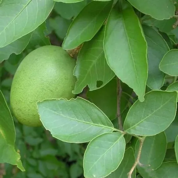 Thai_Bel_Bael_Bilva_Grafted_Fruit_Plant_(1.5-2_Feet_Height)