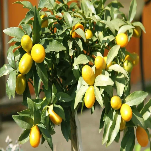 Nimbu_Sweet_Thai_Kumquat_Lemon_Nimbu_Grafted_Fruit_Plant_(1-2_Feet_Height)