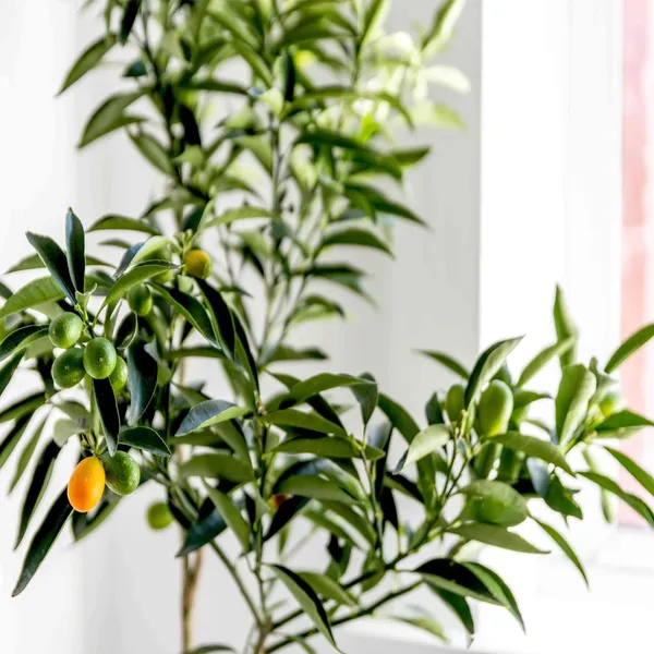 Nimbu_Sweet_Thai_Kumquat_Lemon_Nimbu_Grafted_Fruit_Plant_(1-2_Feet_Height)