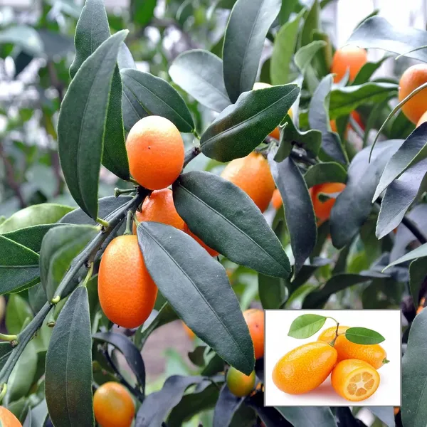 Nimbu_Sweet_Thai_Kumquat_Lemon_Nimbu_Grafted_Fruit_Plant_(1-2_Feet_Height)