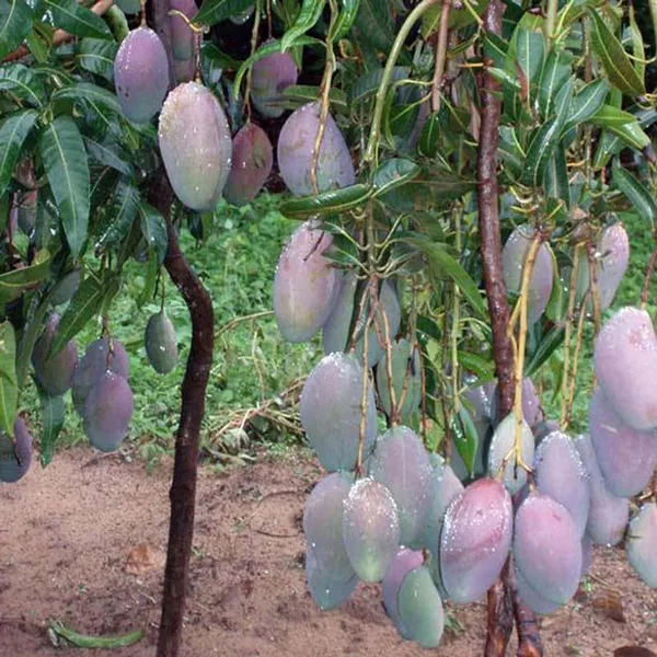 Pusa_Arunika_Mango_Aam_Grafted_Fruit_Plant_(1.5-3_Feet_Height)