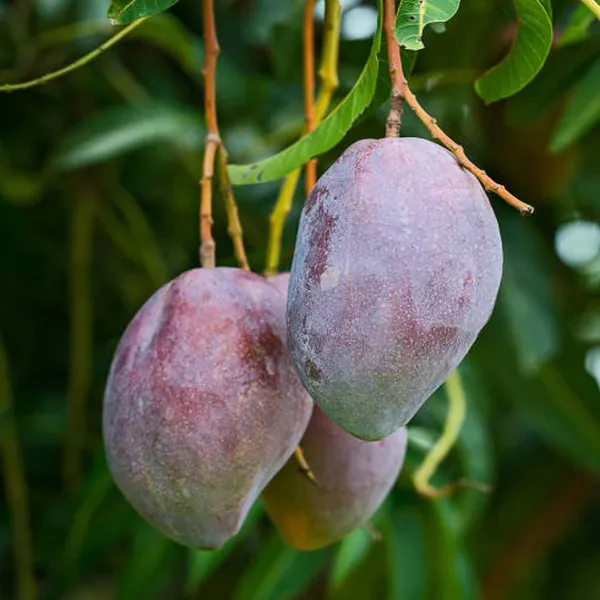 Pusa_Arunika_Mango_Aam_Grafted_Fruit_Plant_(1.5-3_Feet_Height)