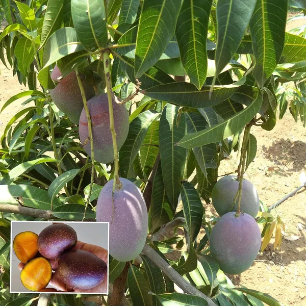 Pusa_Arunika_Mango_Aam_Grafted_Fruit_Plant_(1.5-3_Feet_Height)