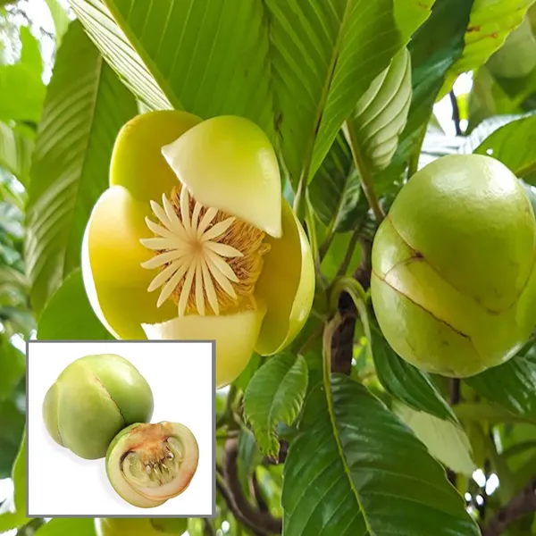 Elephant_Apple_Chalta_Dillenia_Indica_Fruit_Plant_(1.5-3_Feet_Height)
