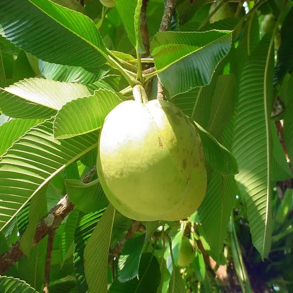 Elephant_Apple_Chalta_Dillenia_Indica_Fruit_Plant_(1.5-3_Feet_Height)