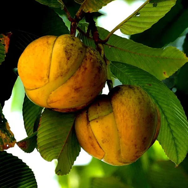 Elephant_Apple_Chalta_Dillenia_Indica_Fruit_Plant_(1.5-3_Feet_Height)