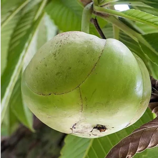 Elephant_Apple_Chalta_Dillenia_Indica_Fruit_Plant_(1.5-3_Feet_Height)