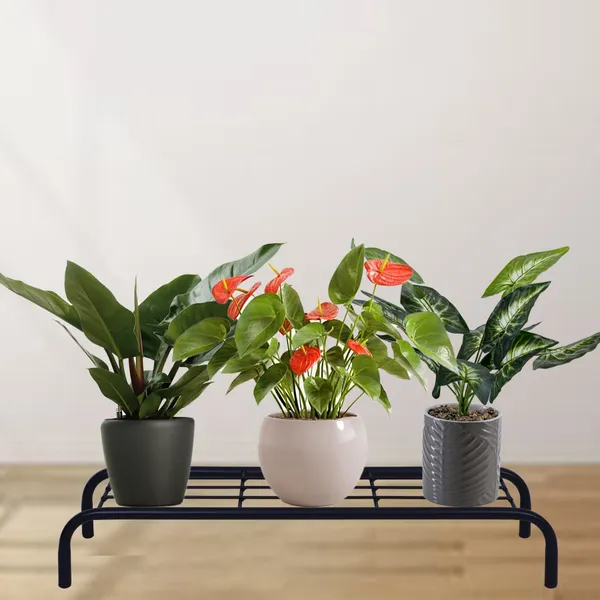 Floor_Planter_Stand/Pot_Stand/Plant_Stand_for_Home_or_Garden_D?cor_(Set_of_2_-_Black)_DVPOT-38B-02