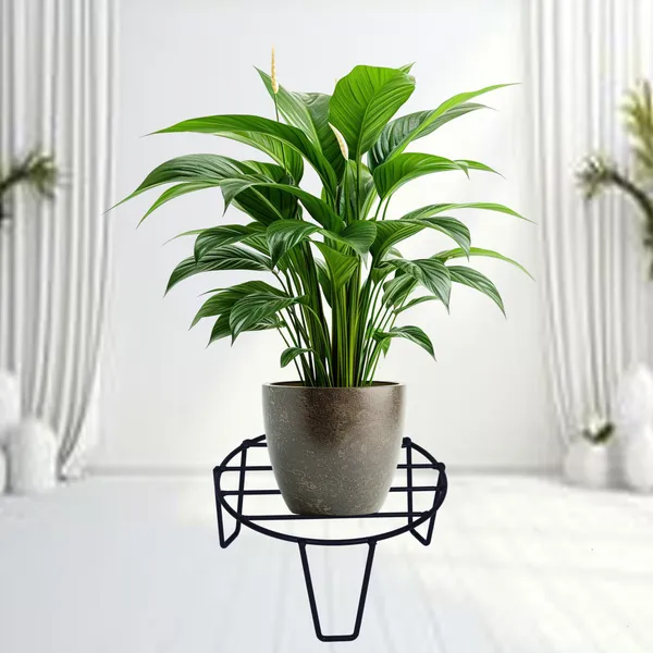 Plant_Pot_Display_Stand_(Black,_Small),_Pack_Of_1_(DVPOT-06B-S)