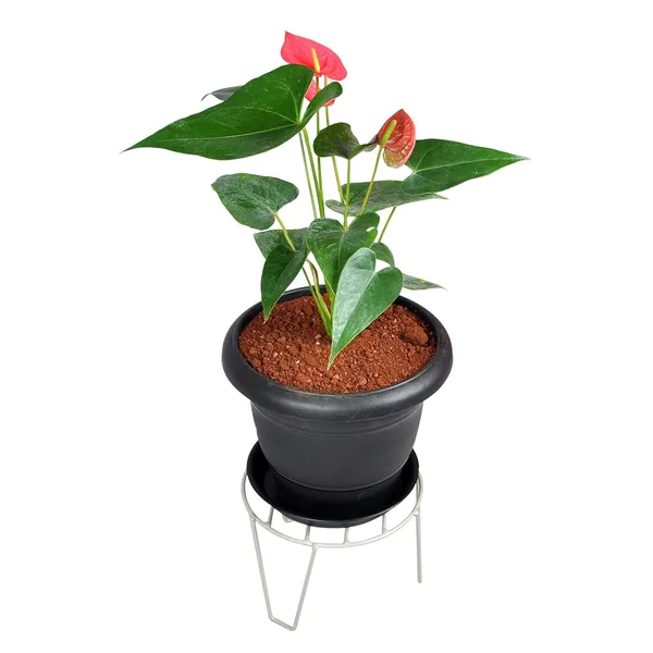 Plant_Pot_Display_Stand_(Grey,_Medium),_Pack_Of_1_(DVPOT-06W-M)