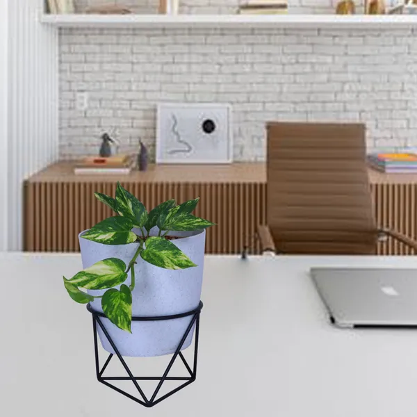 Flower_Plant_Display_Plant_Stand_(Black),_Pack_Of_1_(DVPOT-08B)