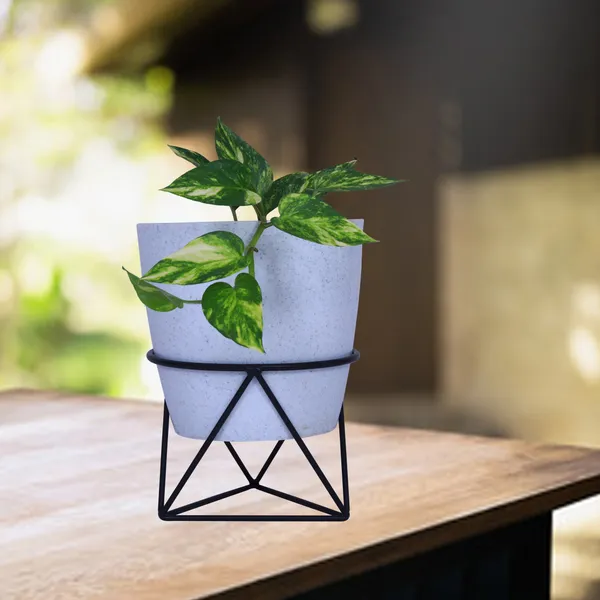 Flower_Plant_Display_Plant_Stand_(Black),_Pack_Of_1_(DVPOT-08B)