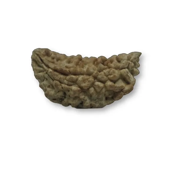 1_MUKHI_RUDHRAKSHA_LAB_CERTIFIED
