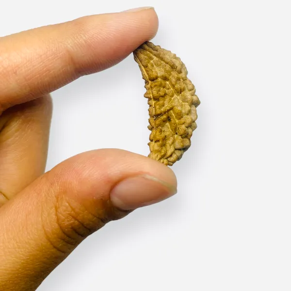 1_MUKHI_RUDHRAKSHA_LAB_CERTIFIED