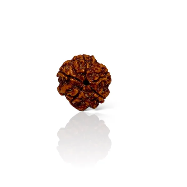 5_MUKHI_RUDHRAKSH_LAB_CERTIFIED