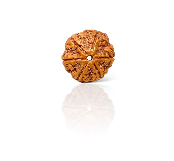 6_Mukhi_Rudhraksha_With_Original_Certified_For_Positive_Energy.
