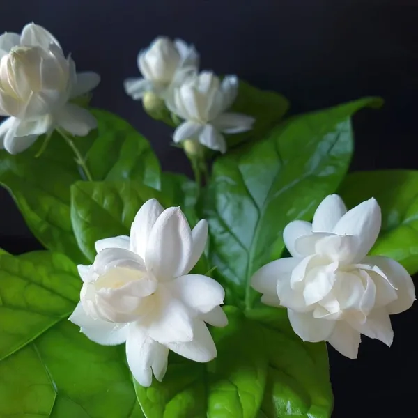 White_Arabian_Jasmine(_Bel_Ful)