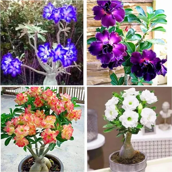 SIKDER NURSERY Adenium Plant Pack Of 4 (Hybrid Seedling Plant) Price in