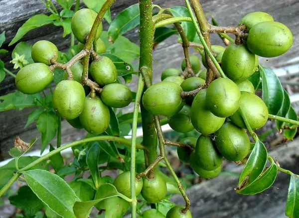 Green_All_Time_Amra_Plant_Thai_Verity