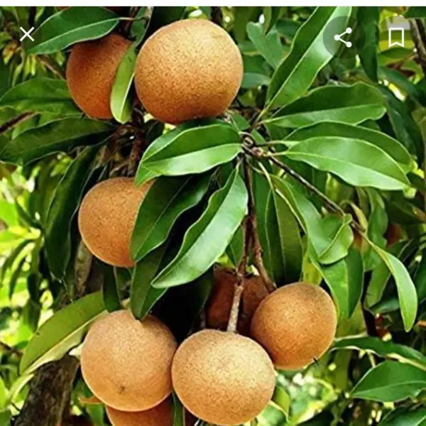 Green_All_Time_Cricket_Ball_Chiku_Grafted_Plant