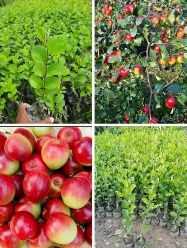 Green_All_Time_Miss_India_Apple_Ber_Plant