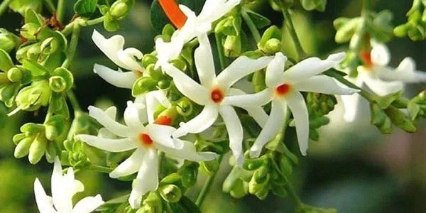 White_All_Time_Parijat_Night_Flowering_Jasmine_Plant