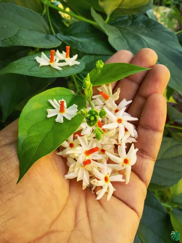 White_All_Time_Parijat_Night_Flowering_Jasmine_Plant