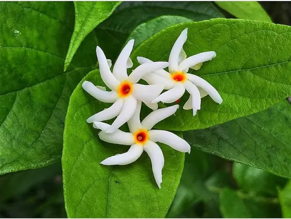 White_All_Time_Parijat_Night_Flowering_Jasmine_Plant