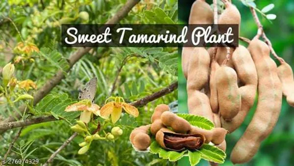 Green_All_Time_Sweet_Tamarind_Plant