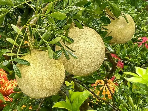 Green_All_Time_Wood_Apple_|_Grafted_Plant