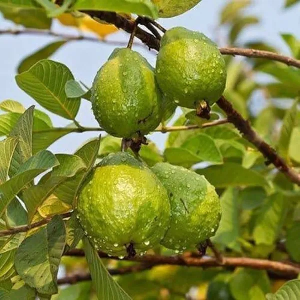 Green_Allahabad_Guava_Plant