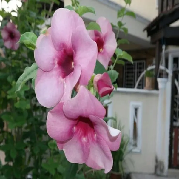Purple_Allamanda_Flower_Plant
