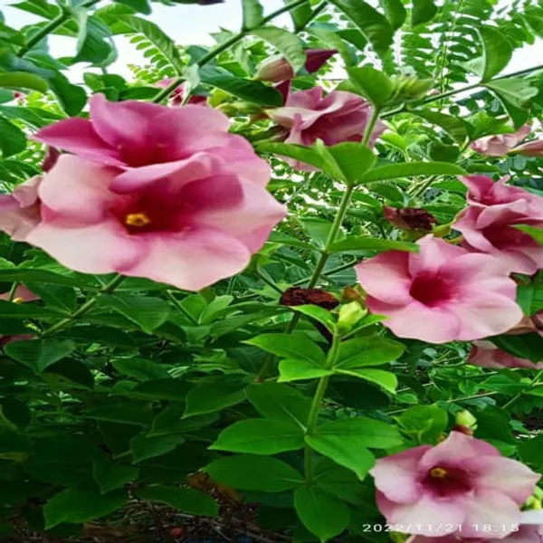 Purple_Allamanda_Flower_Plant