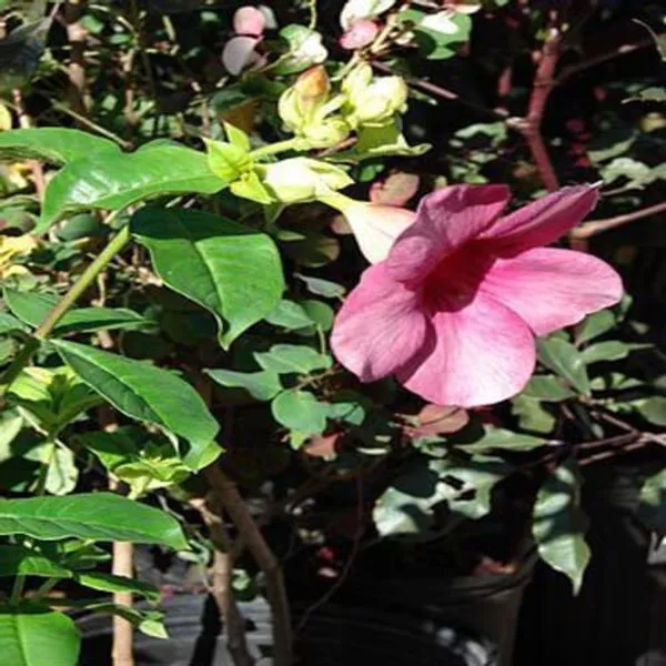 Purple_Allamanda_Flower_Plant