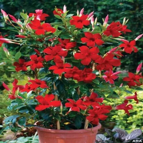 Red_Allamanda_Flower_Plant